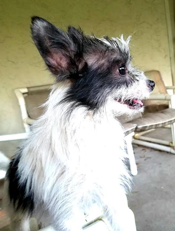 SHERLOCK - an adorable tiny terrier mix, very scared, needs someone with great patience! (SECURELY FENCED YARD REQUIRED) Foster home in Terra Ceia, FL 3