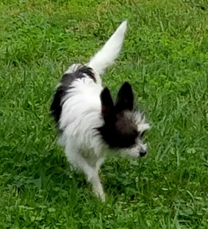 SHERLOCK - an adorable tiny terrier mix, very scared, needs someone with great patience! (SECURELY FENCED YARD REQUIRED) Foster home in Terra Ceia, FL 4