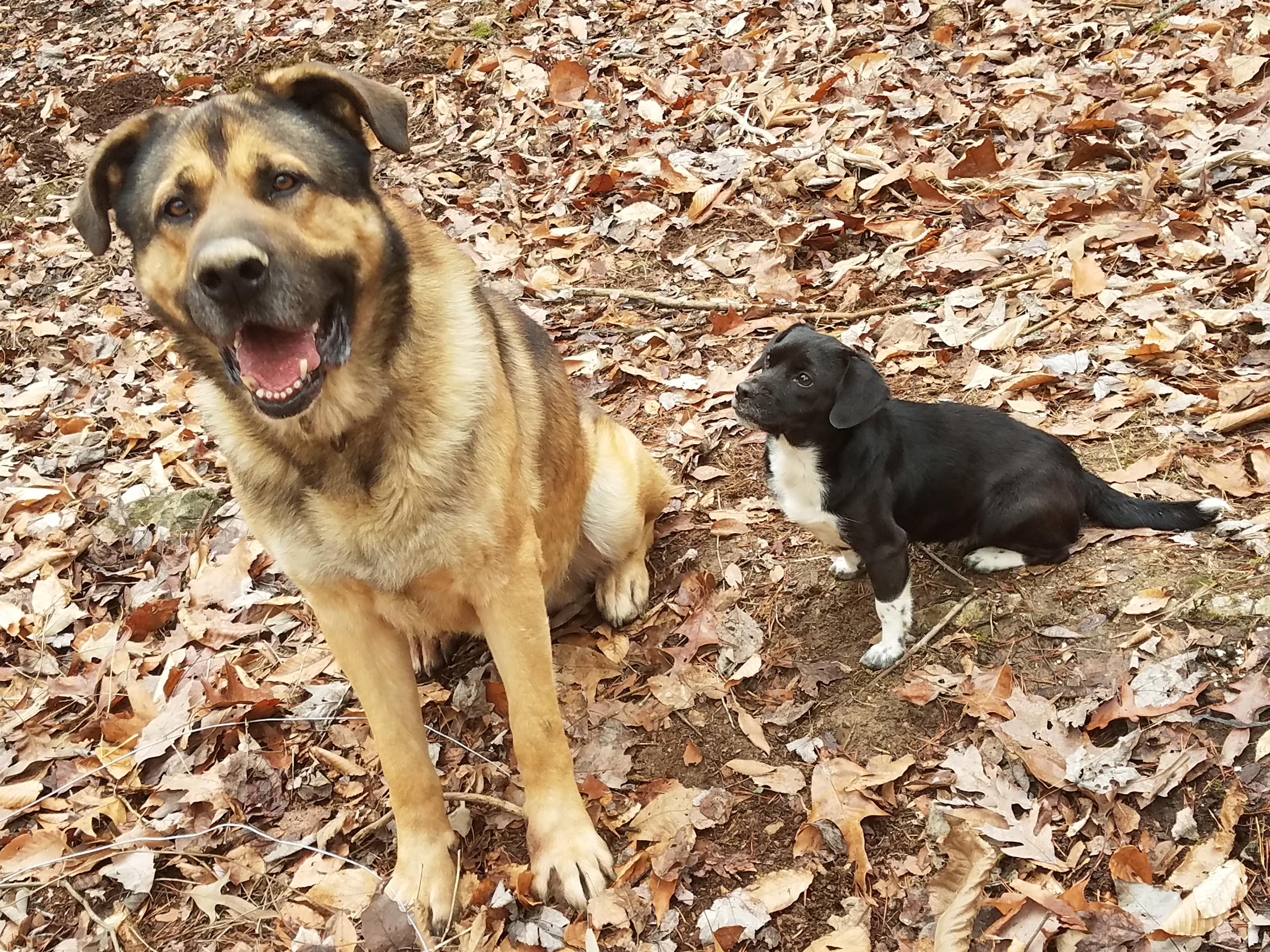 Ralph *Sponsor Ugently Needed*, an adoptable German Shepherd Dog, Mastiff in Fall Branch, TN, 37656 | Photo Image 1