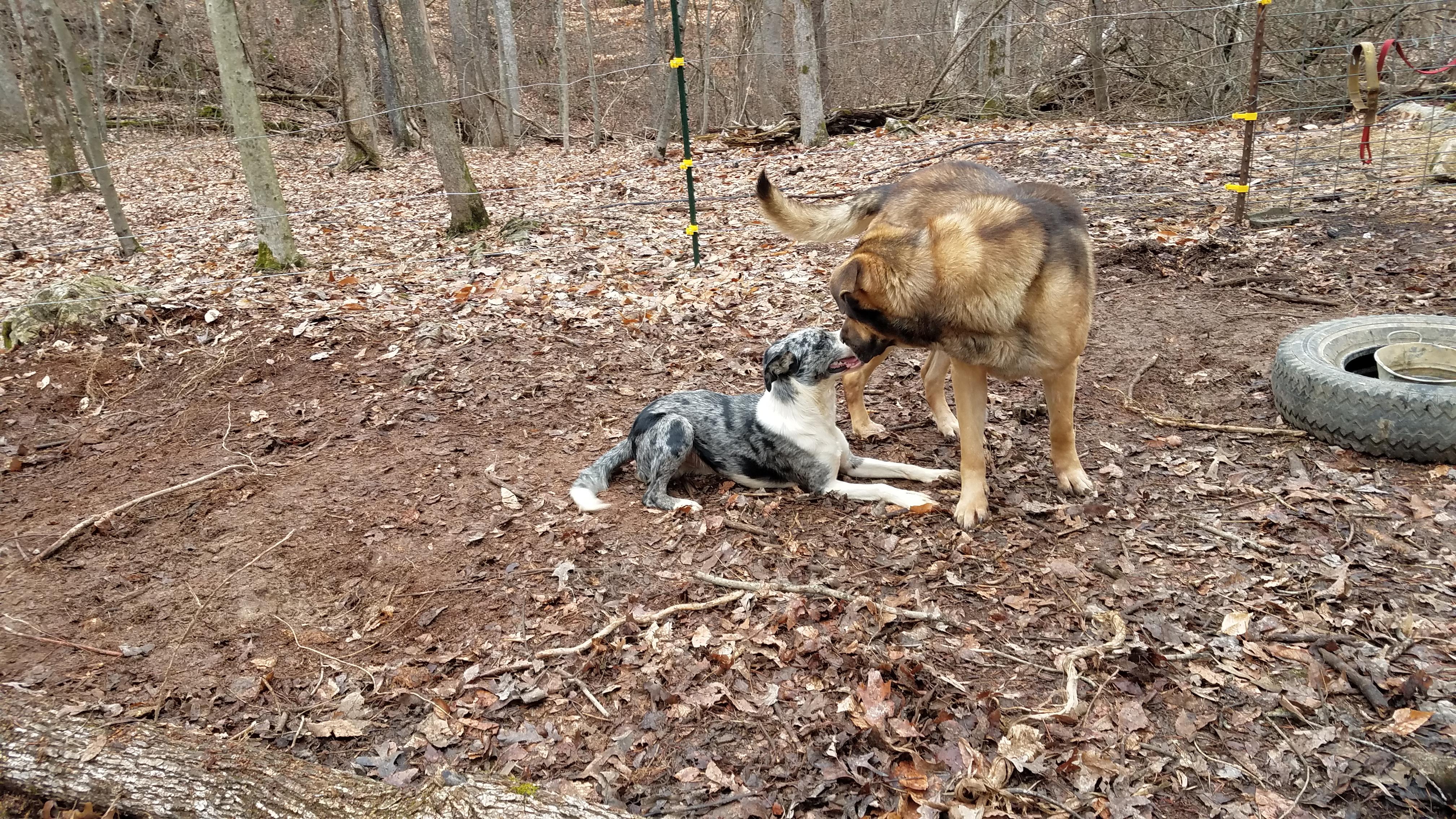 Ralph *Sponsor Ugently Needed*, an adoptable German Shepherd Dog, Mastiff in Fall Branch, TN, 37656 | Photo Image 2