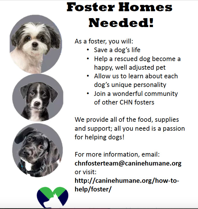 can you foster dogs