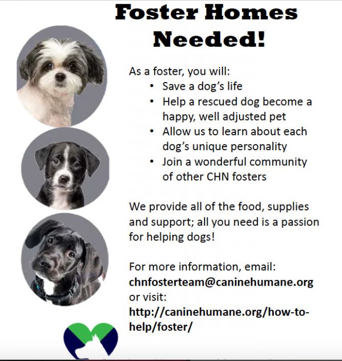 WANTED: FOSTER MOMS & DADS