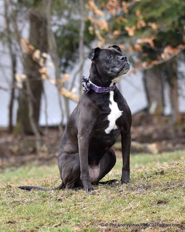Fancee, an adoptable Boxer Mix in Westminster, MD_image-2
