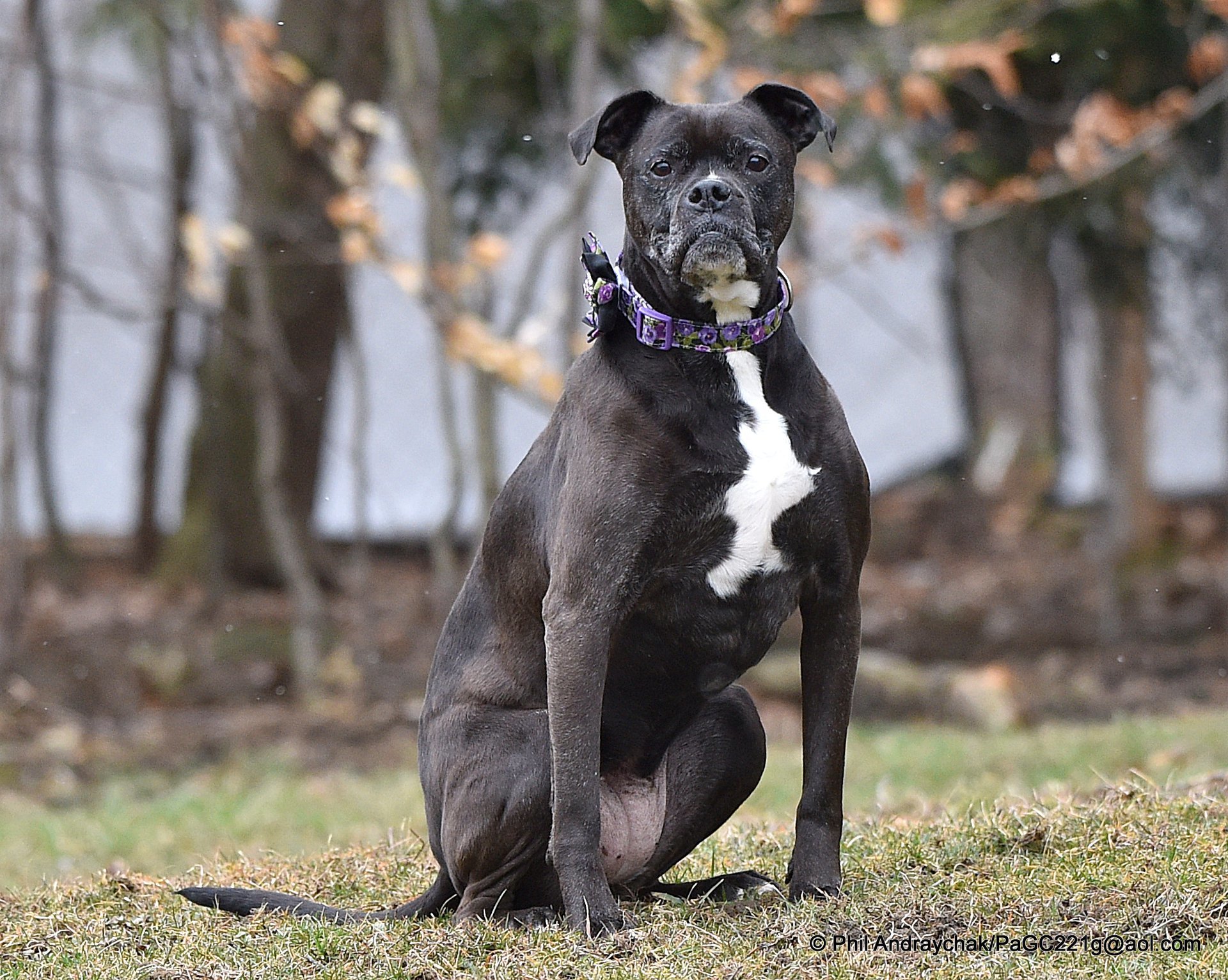 Fancee, an adoptable Boxer in Westminster, MD, 21157 | Photo Image 1