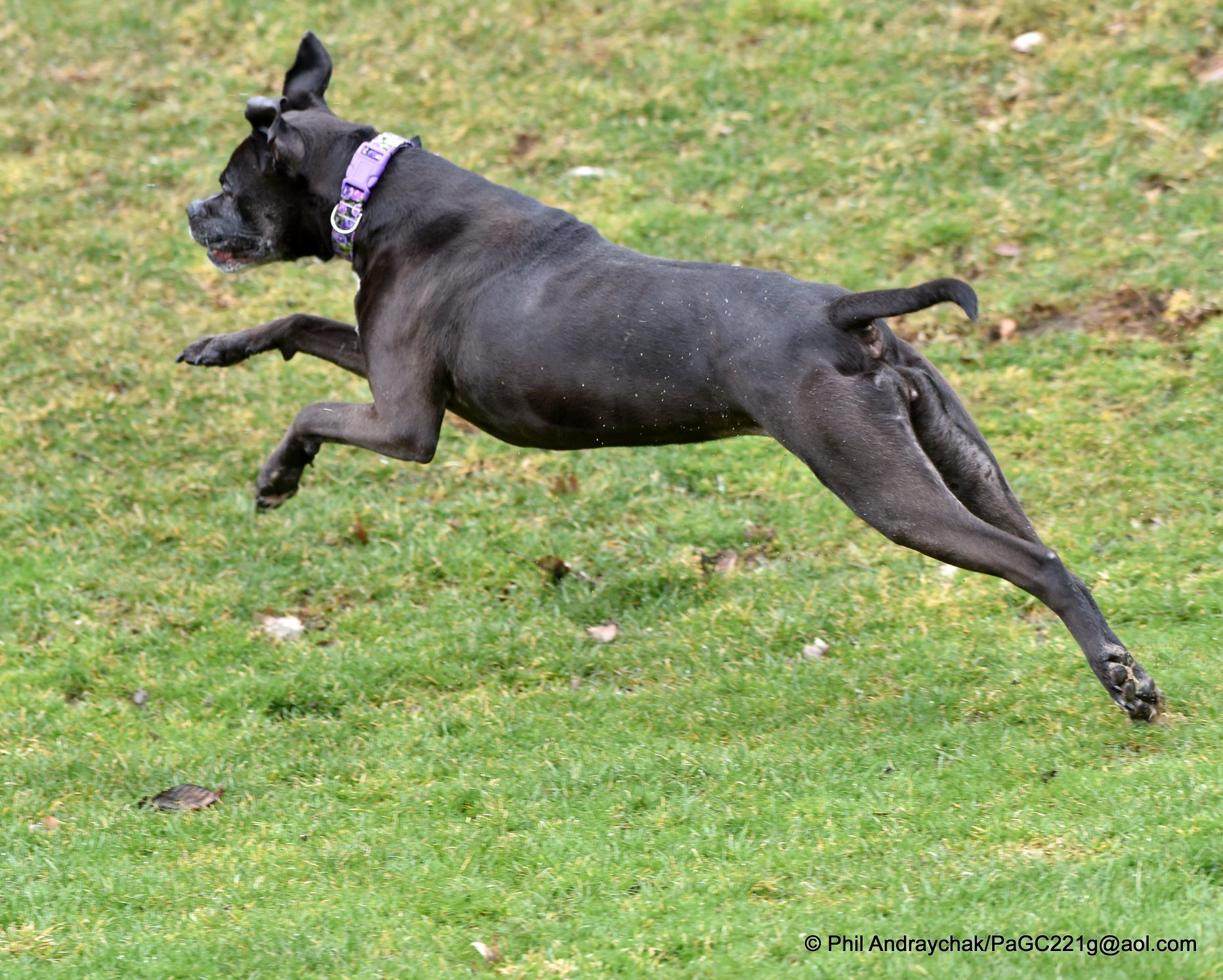 Fancee, an adoptable Boxer in Westminster, MD, 21157 | Photo Image 4