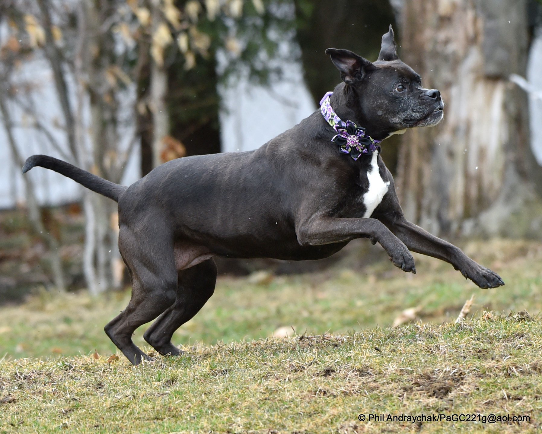 Fancee, an adoptable Boxer in Westminster, MD, 21157 | Photo Image 5