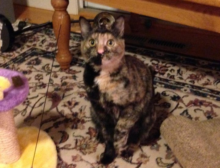 Arwen, an adopted Tortoiseshell Mix in Stanford, CA_image-1