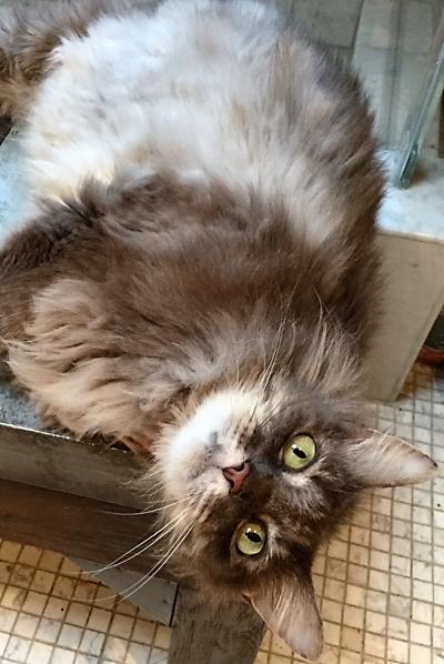 Bebe, an adoptable Maine Coon in Houston, TX, 77098 | Photo Image 2
