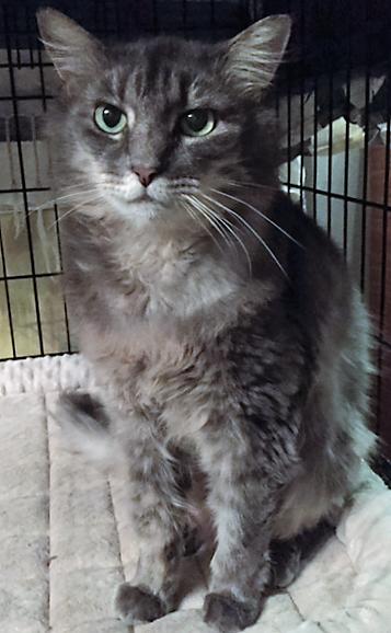 Bebe, an adoptable Maine Coon in Houston, TX, 77098 | Photo Image 3