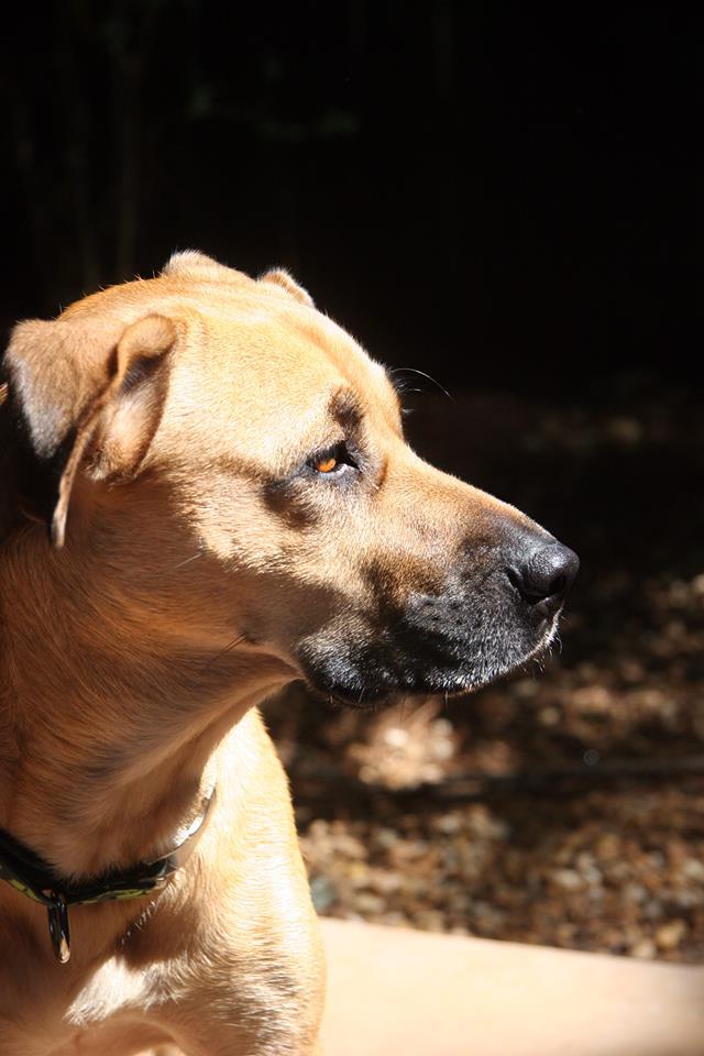 Sieva, an adoptable Black Mouth Cur, Shepherd in Alpharetta, GA, 30023 | Photo Image 4