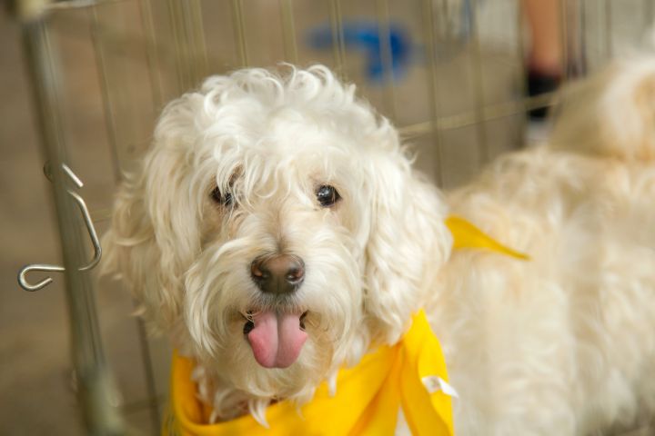 Nestle, an adopted Maltese & Poodle Mix in Los Angeles, CA_image-4