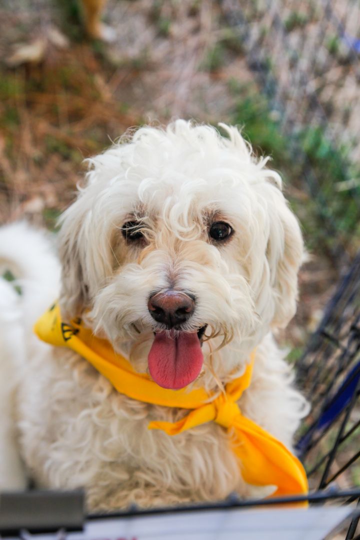 Nestle, an adopted Maltese & Poodle Mix in Los Angeles, CA_image-5