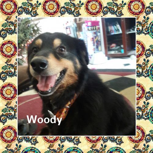 Woody 1