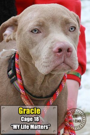 18 Gracie/ADOPTED