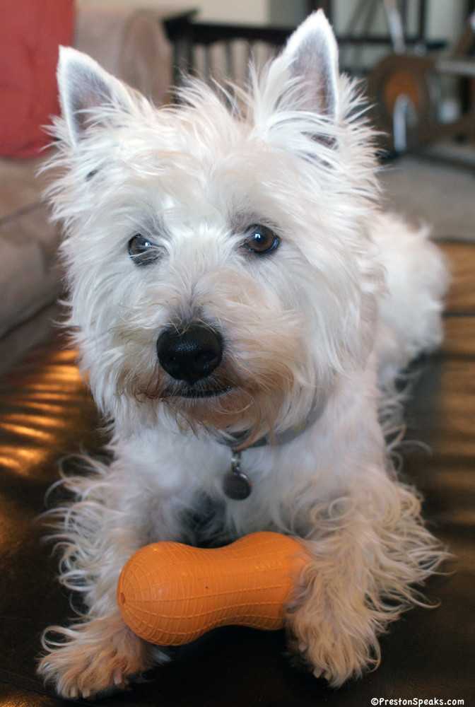 Willing to be considered for any available pup, an adoptable West Highland White Terrier / Westie in Owensboro, KY, 42301 | Photo Image 1