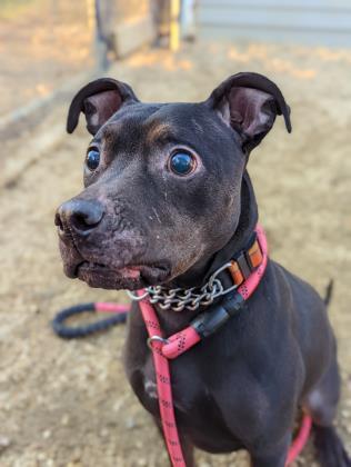 Koda, an adoptable Pit Bull Terrier in Annapolis, MD, 21403 | Photo Image 1