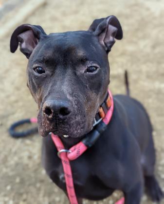 Koda, an adoptable Pit Bull Terrier in Annapolis, MD, 21403 | Photo Image 2