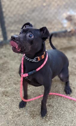 Koda, an adoptable Pit Bull Terrier in Annapolis, MD, 21403 | Photo Image 3