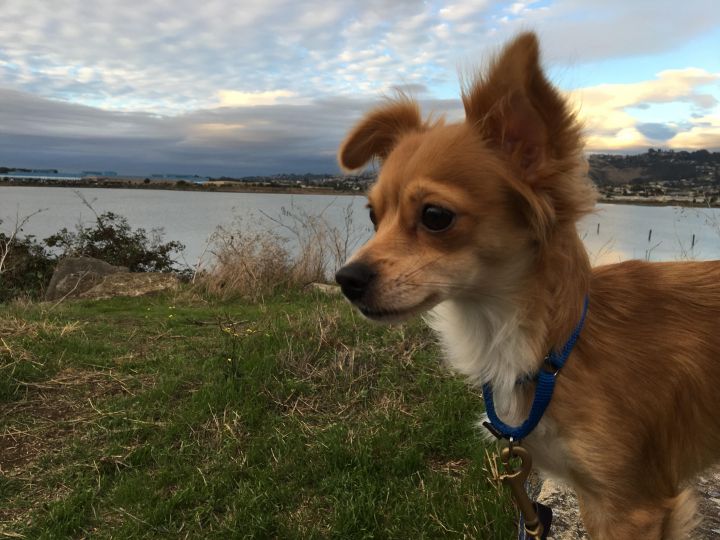 NAE NAE, an adopted Chihuahua & Spaniel Mix in Emeryville, CA_image-1