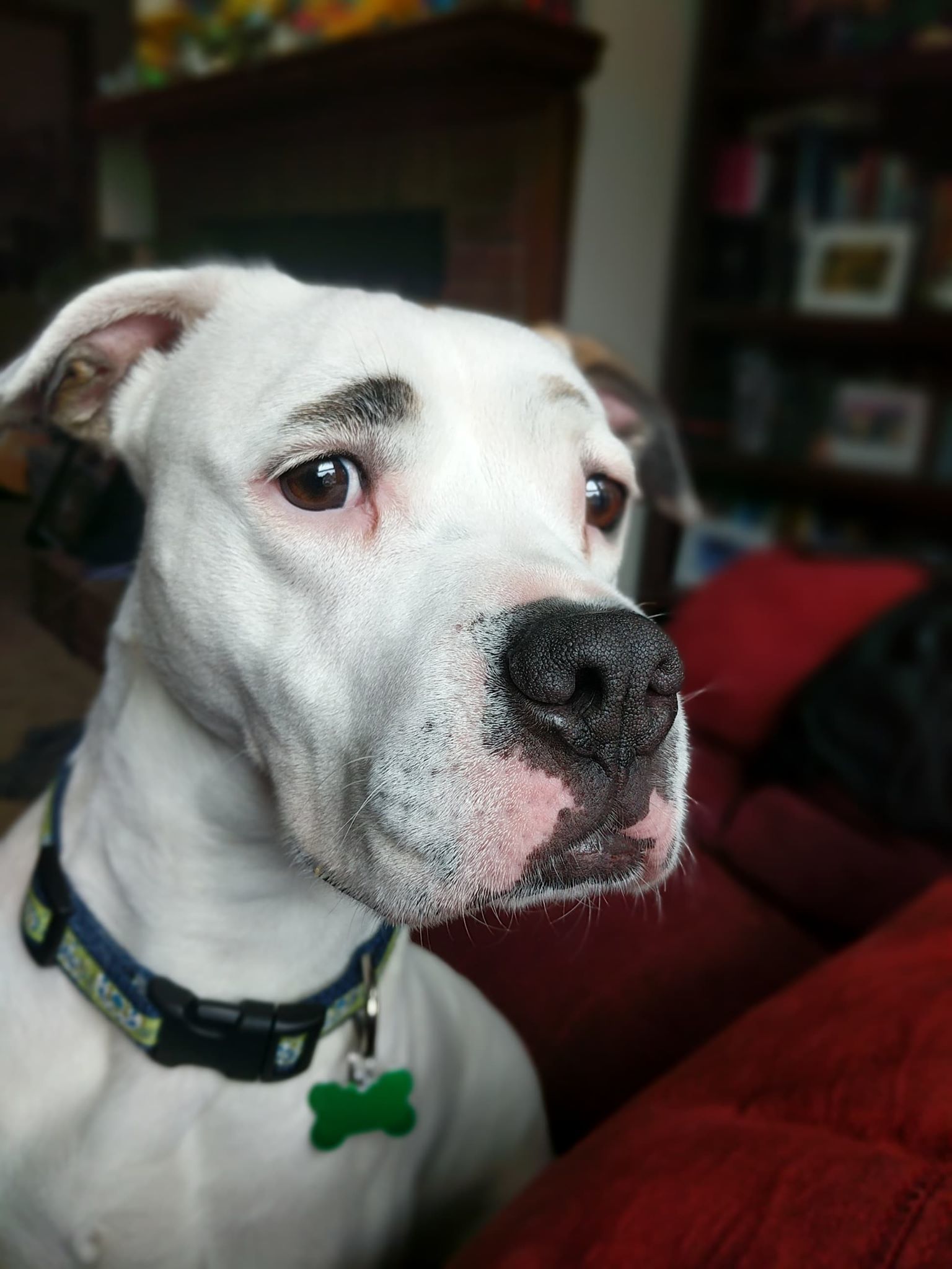 ZEE ZEE, an adoptable Boxer, American Bulldog in Alpharetta, GA, 30023 | Photo Image 1