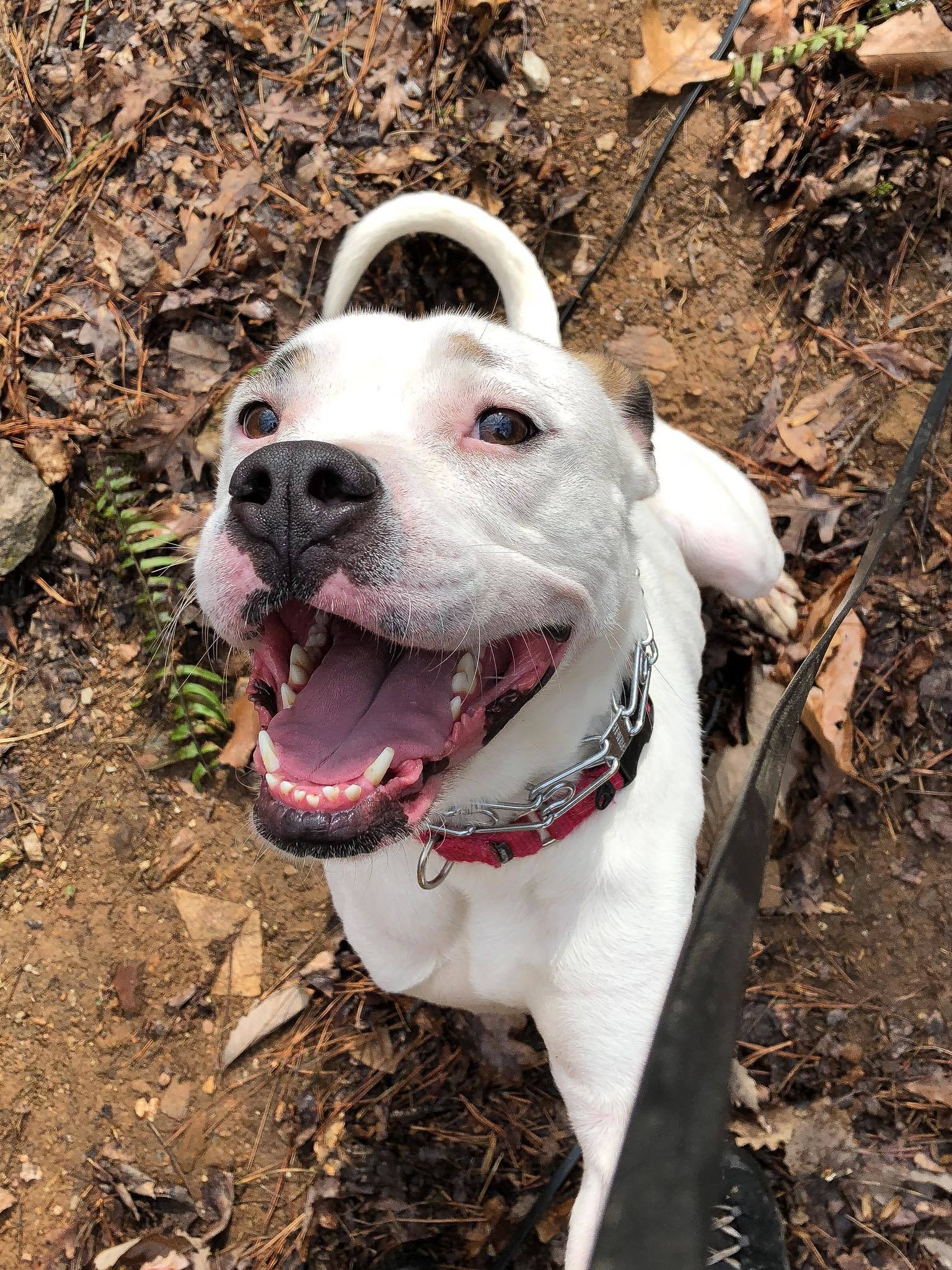 ZEE ZEE, an adoptable Boxer, American Bulldog in Alpharetta, GA, 30023 | Photo Image 2