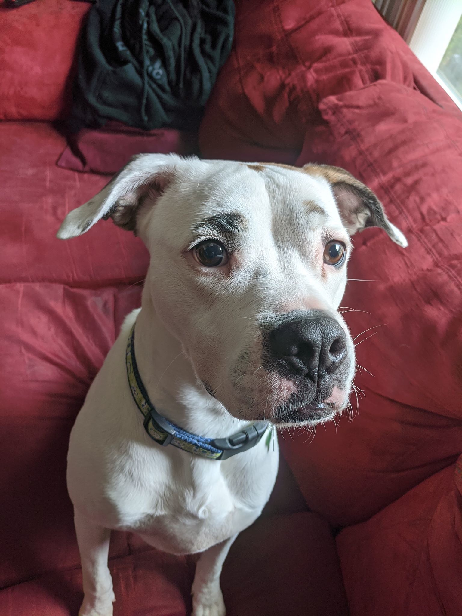 ZEE ZEE, an adoptable Boxer, American Bulldog in Alpharetta, GA, 30023 | Photo Image 3