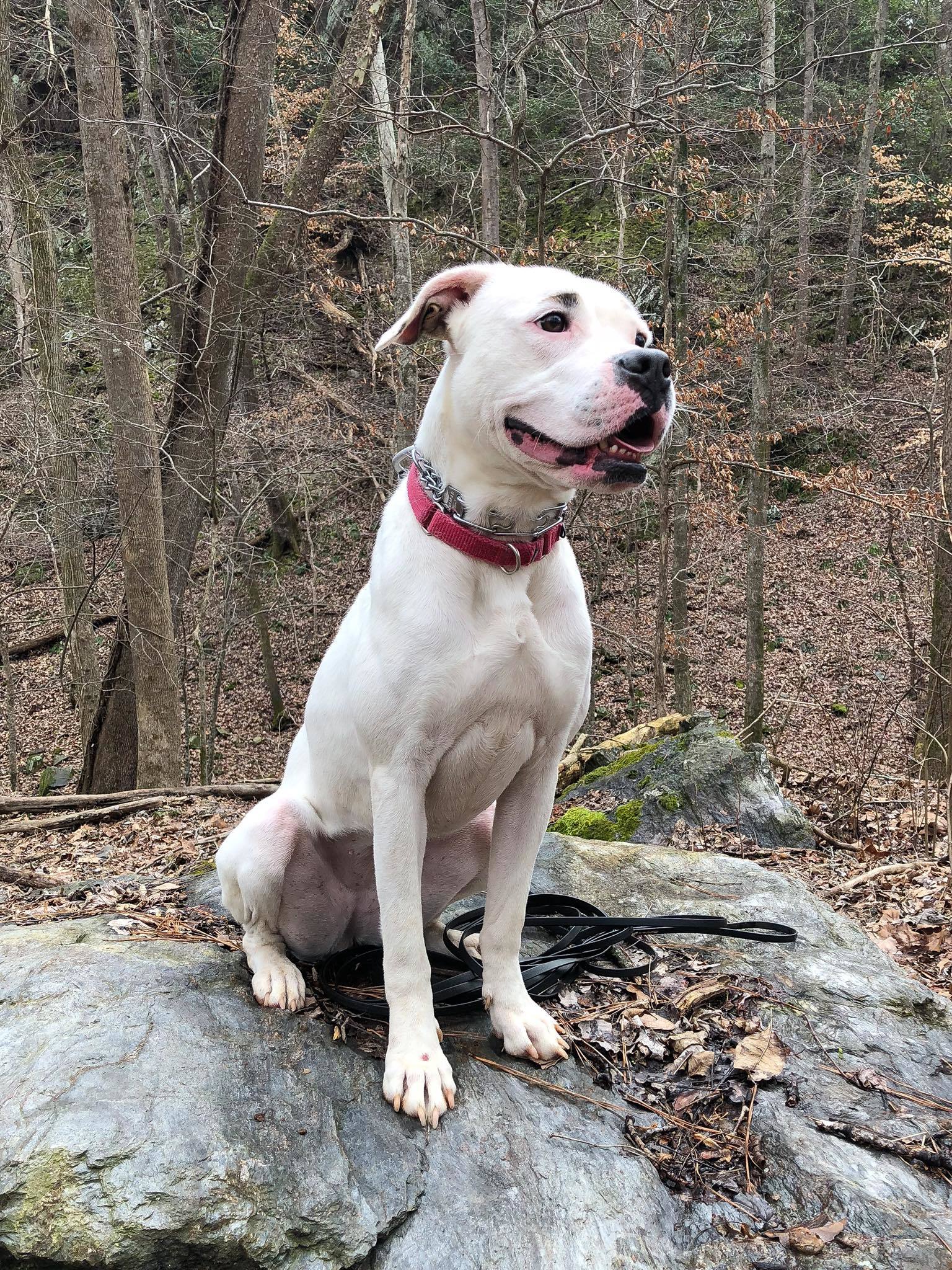 ZEE ZEE, an adoptable Boxer, American Bulldog in Alpharetta, GA, 30023 | Photo Image 4