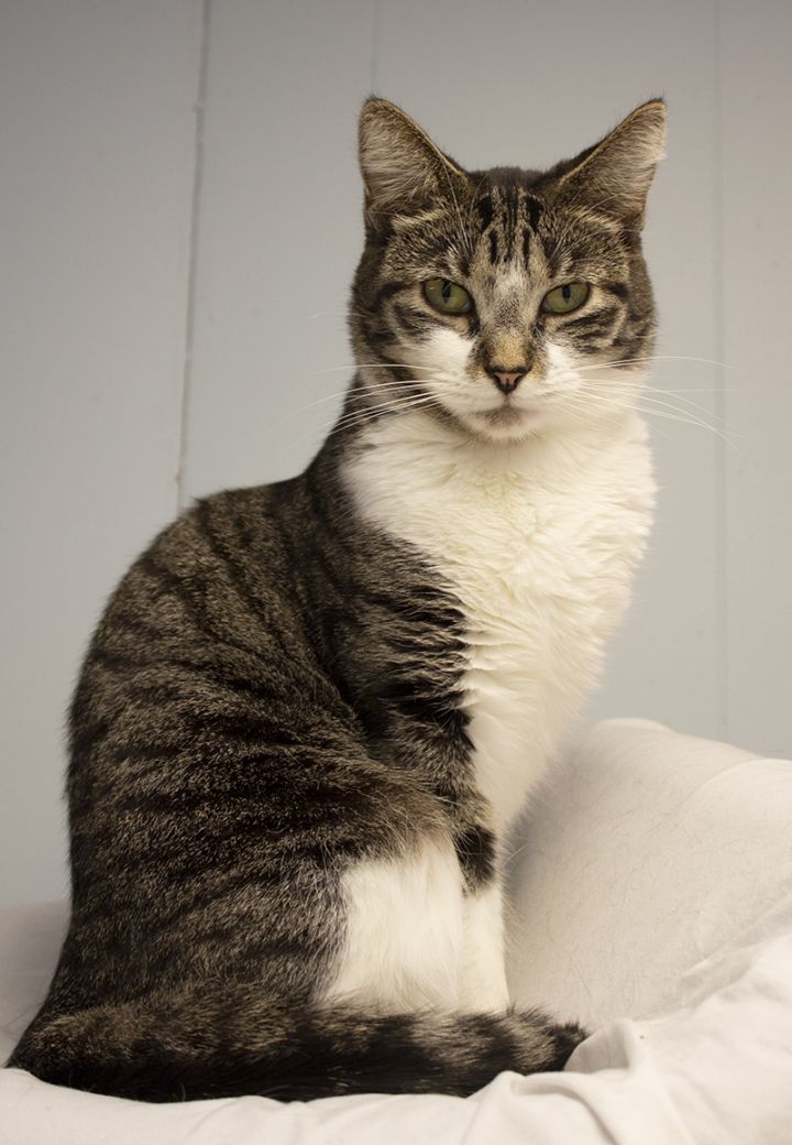 Sally, an adoptable Domestic Short Hair & Tabby Mix in Colonia, NJ_image-5