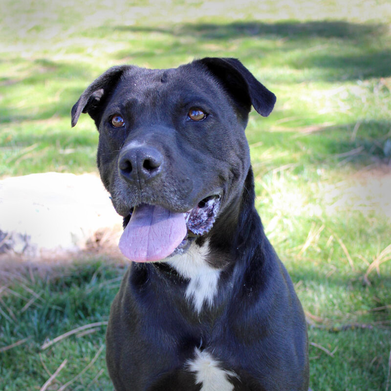 Kova, an adoptable Terrier in Mountain Center, CA, 92561 | Photo Image 1