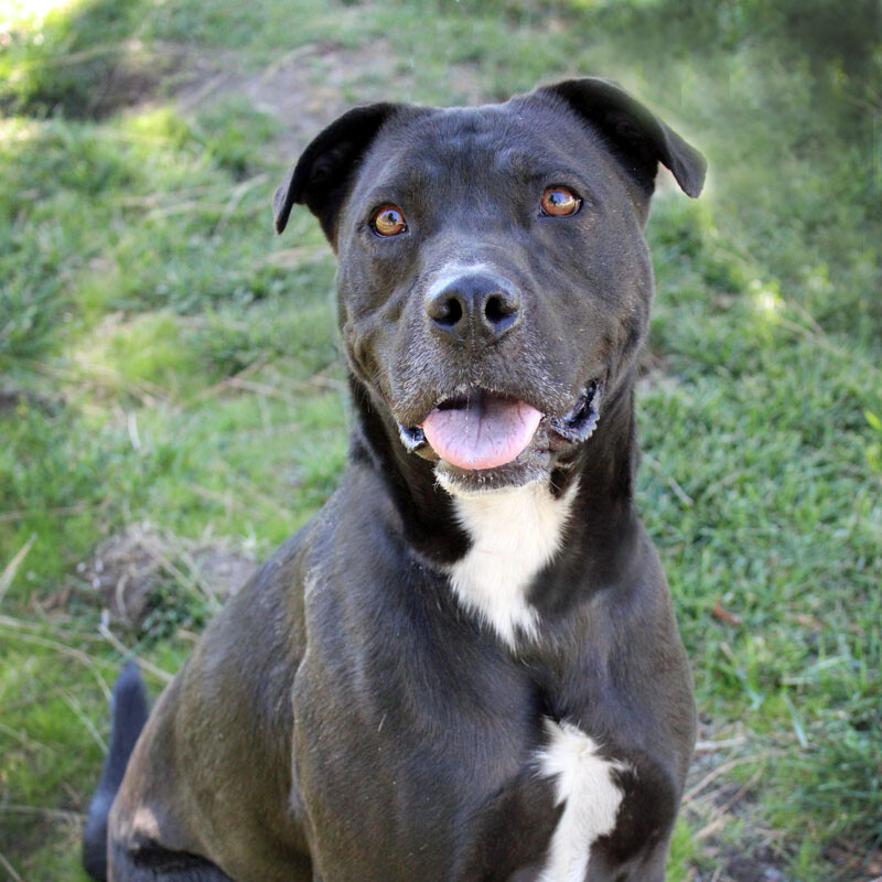 Kova, an adoptable Terrier in Mountain Center, CA, 92561 | Photo Image 5