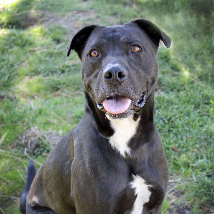 Kova, an adoptable Terrier Mix in Mountain Center, CA_image-5