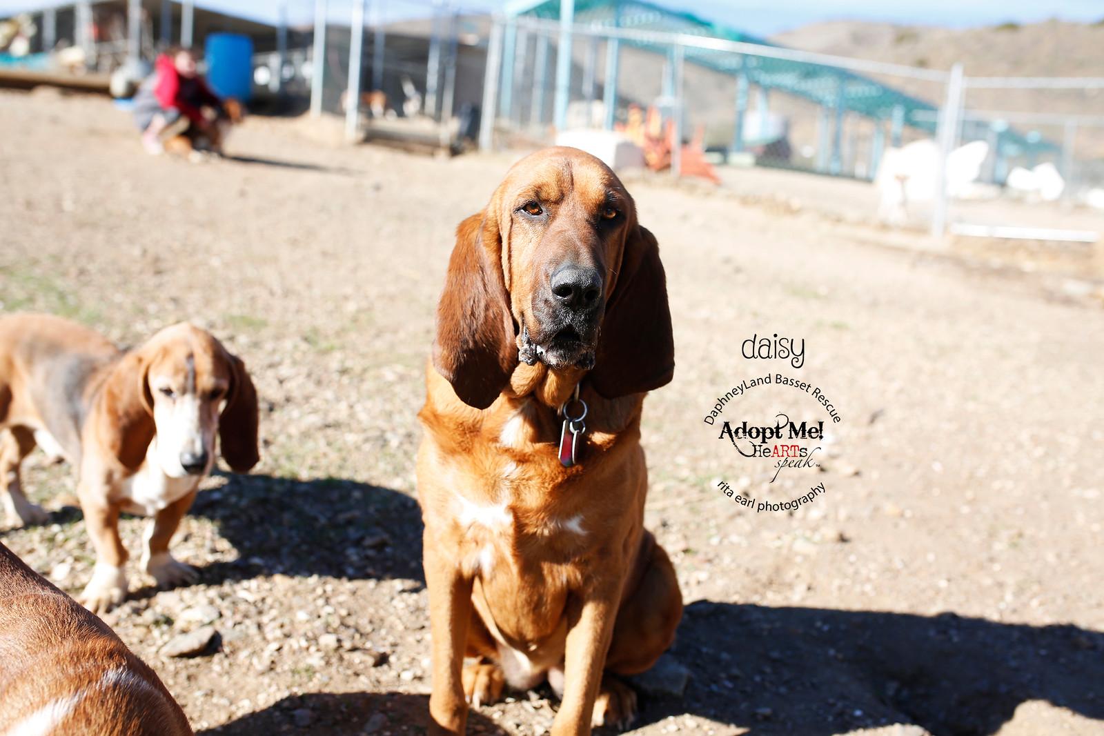 Daisy, an adoptable Bloodhound in Acton, CA, 93510 | Photo Image 2