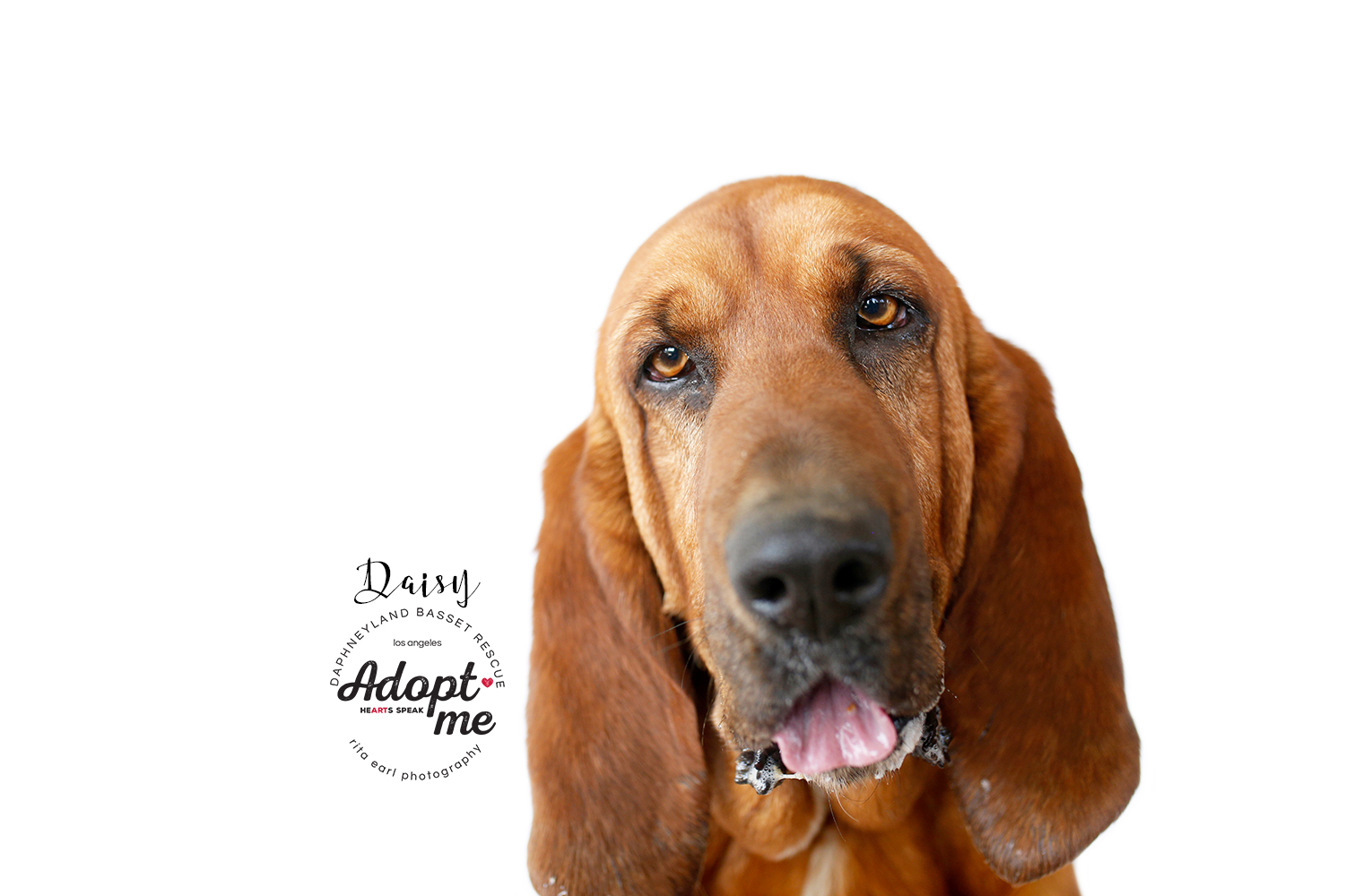 Daisy, an adoptable Bloodhound in Acton, CA, 93510 | Photo Image 1