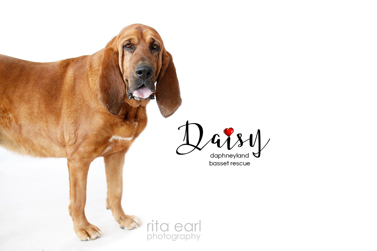 Daisy, an adoptable Bloodhound in Acton, CA, 93510 | Photo Image 3