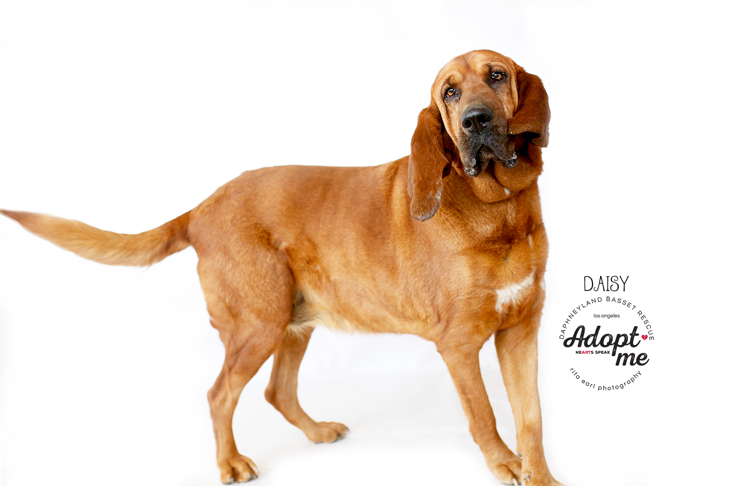 Daisy, an adoptable Bloodhound in Acton, CA, 93510 | Photo Image 4