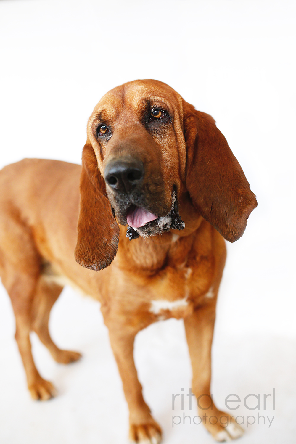 Daisy, an adoptable Bloodhound in Acton, CA, 93510 | Photo Image 5