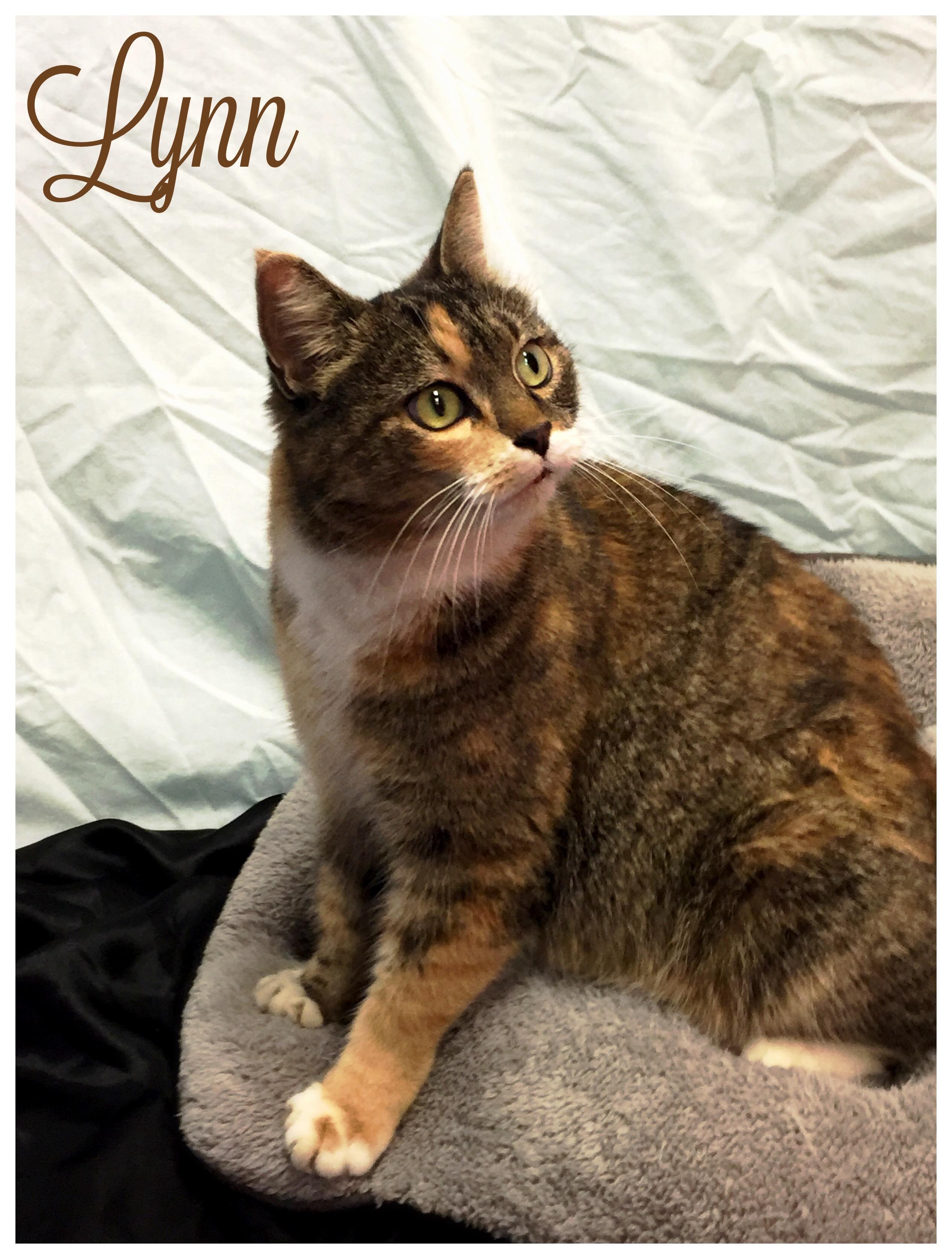 Lynn, an adoptable Torbie in Valparaiso, IN, 46385 | Photo Image 2