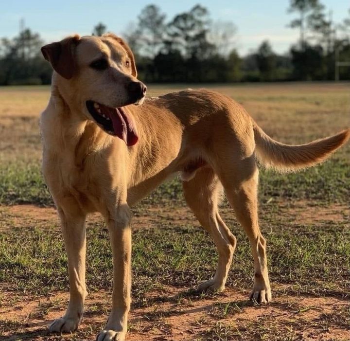 Dog for adoption Aspen, a Labrador Retriever Mix in Mobile, AL