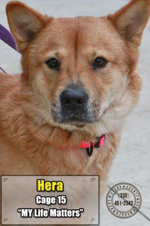 15 Hera/Adopted