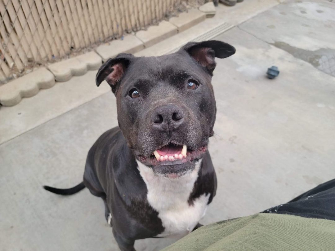 Charlie, an adoptable Pit Bull Terrier in Joshua Tree, CA, 92252 | Photo Image 3