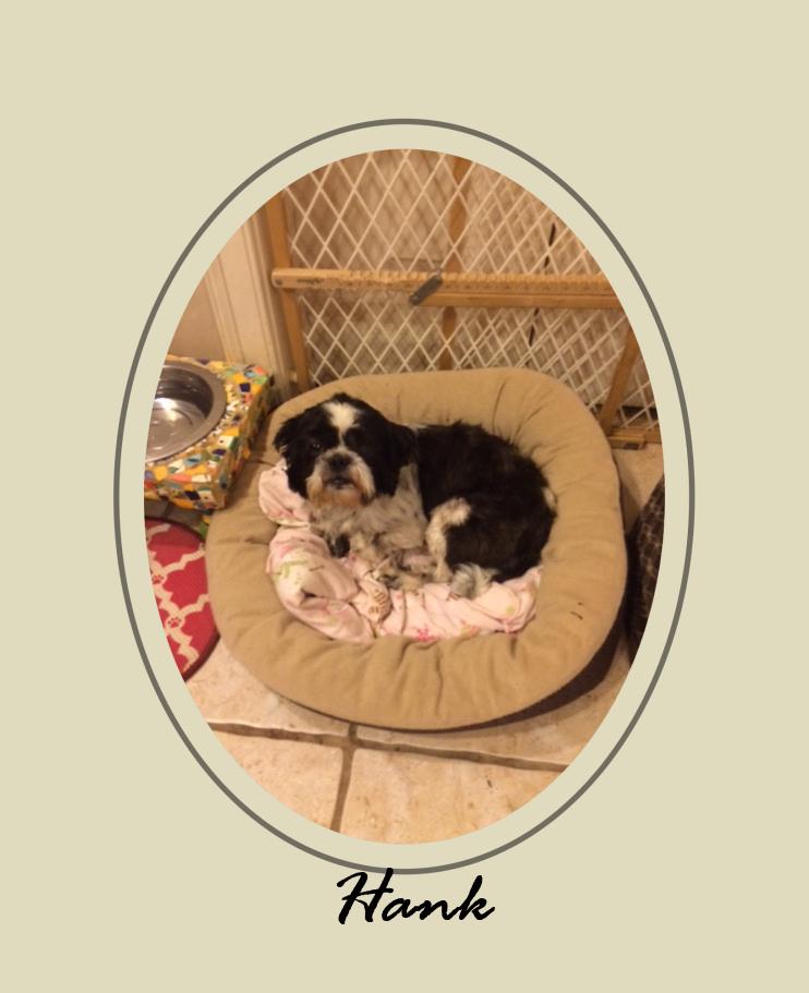 Little Hank III, an adoptable Shih Tzu in Collierville, TN, 38027 | Photo Image 3