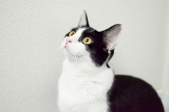 Cat For Adoption Judy Garland A Domestic Short Hair Mix In