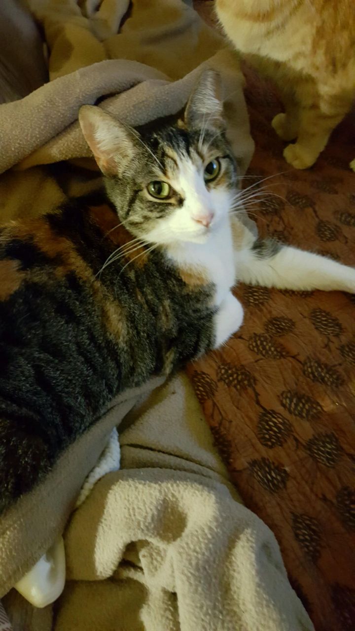 Annie 1
