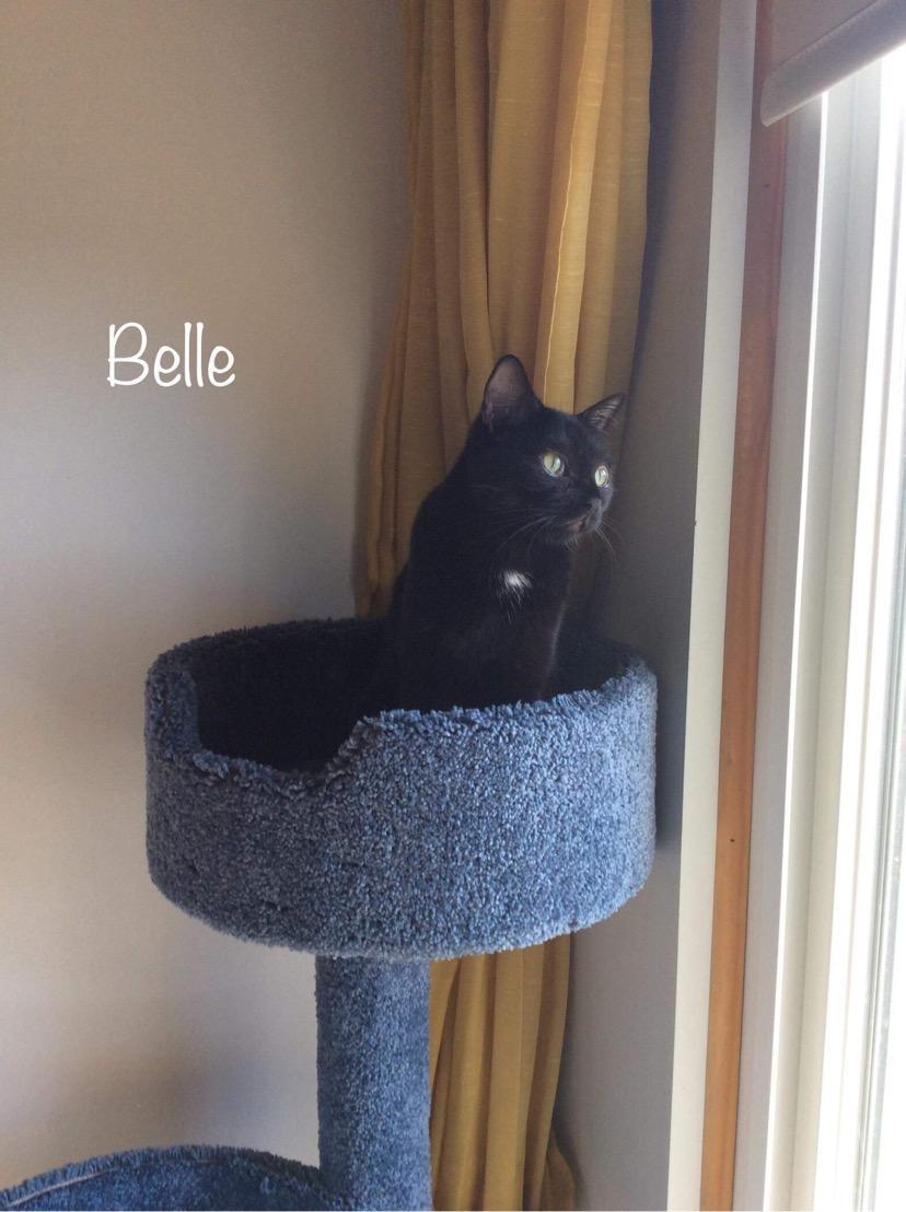 Belle K 0916, an adoptable Domestic Short Hair in Warren, MI, 48092 | Photo Image 2