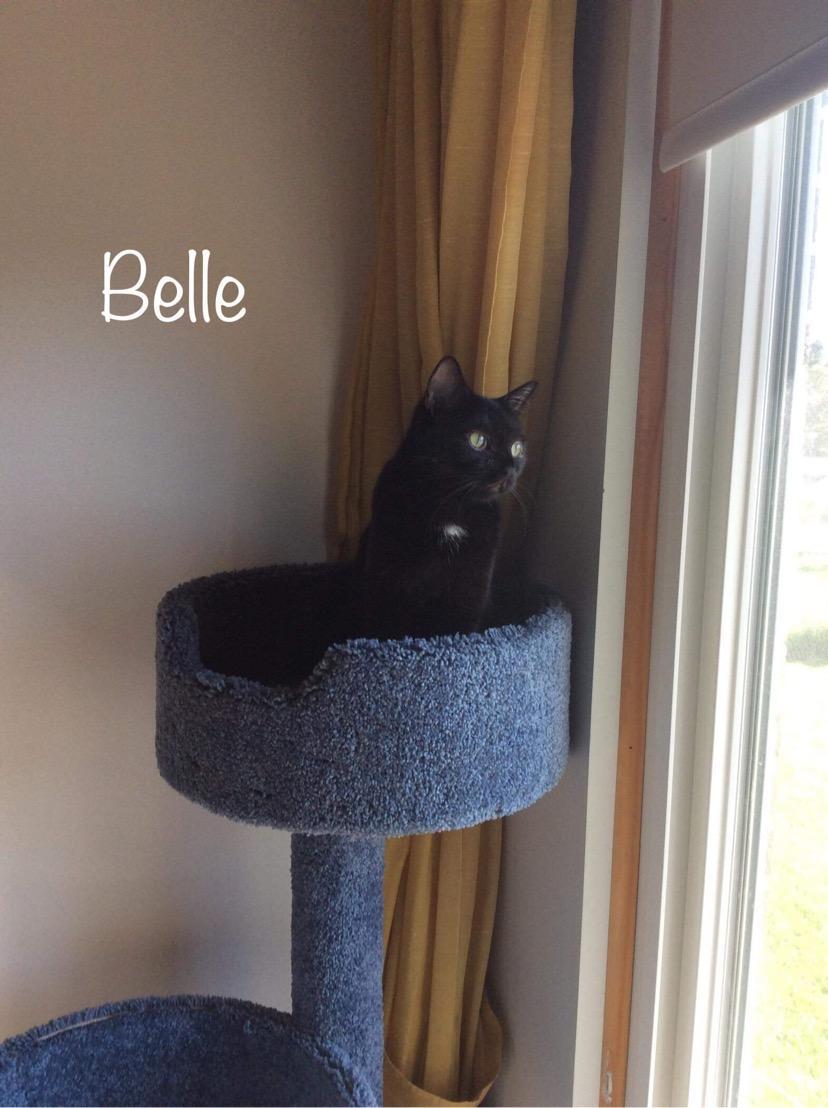 Belle K 0916, an adoptable Domestic Short Hair in Warren, MI, 48092 | Photo Image 3