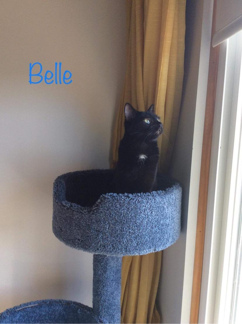 Belle K 0916, an adoptable Domestic Short Hair in Warren, MI, 48092 | Photo Image 4