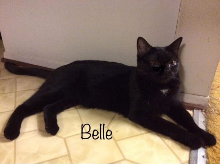 Belle K Foundinshed 0916, an adoptable Domestic Short Hair in Warren, MI_image-5
