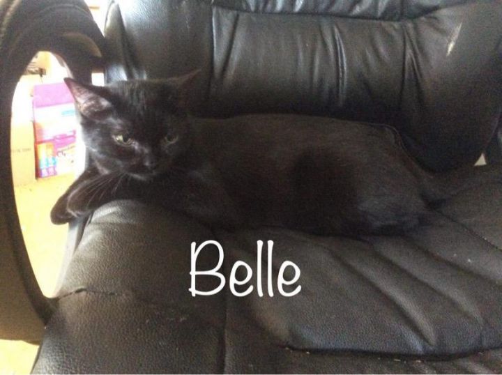 Belle K Foundinshed 0916, an adoptable Domestic Short Hair in Warren, MI_image-6