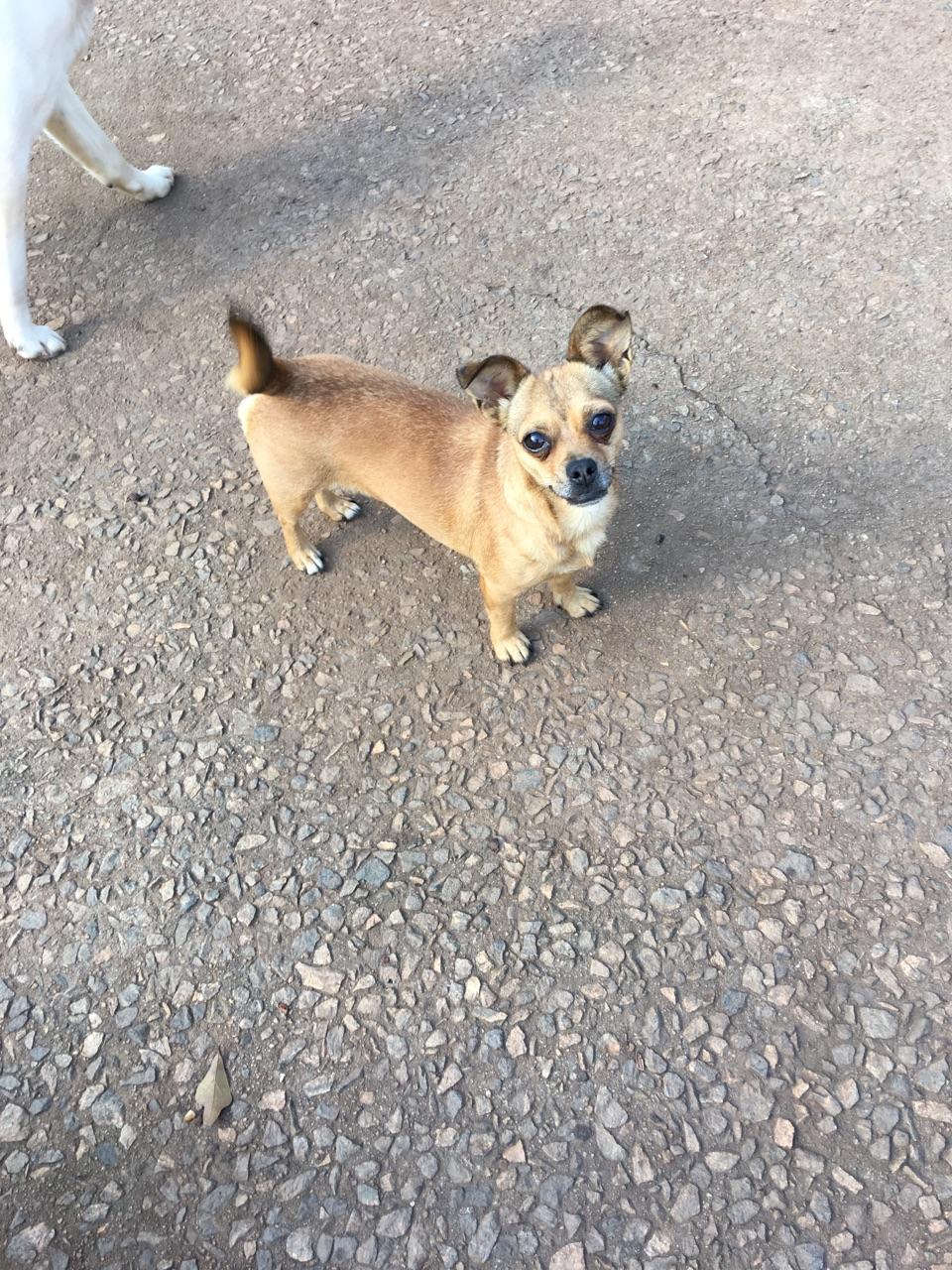 Zelma, an adoptable Chihuahua in Monticello, GA, 31064 | Photo Image 2
