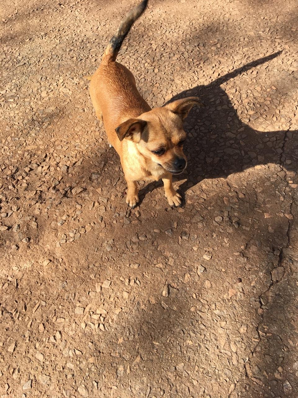 Zelma, an adoptable Chihuahua in Monticello, GA, 31064 | Photo Image 3